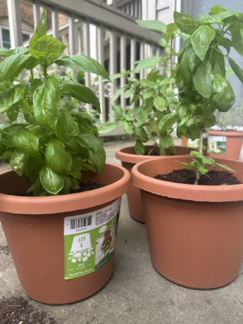 basil
